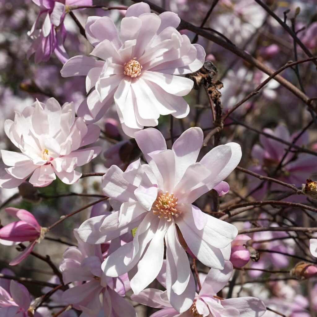 Магнолия stellata Rosea светлорозови цветове