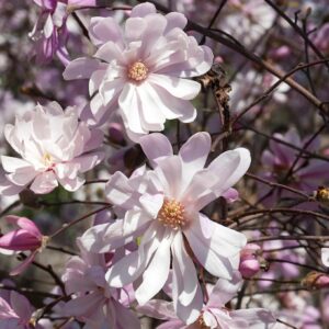 Магнолия stellata Rosea светлорозови цветове