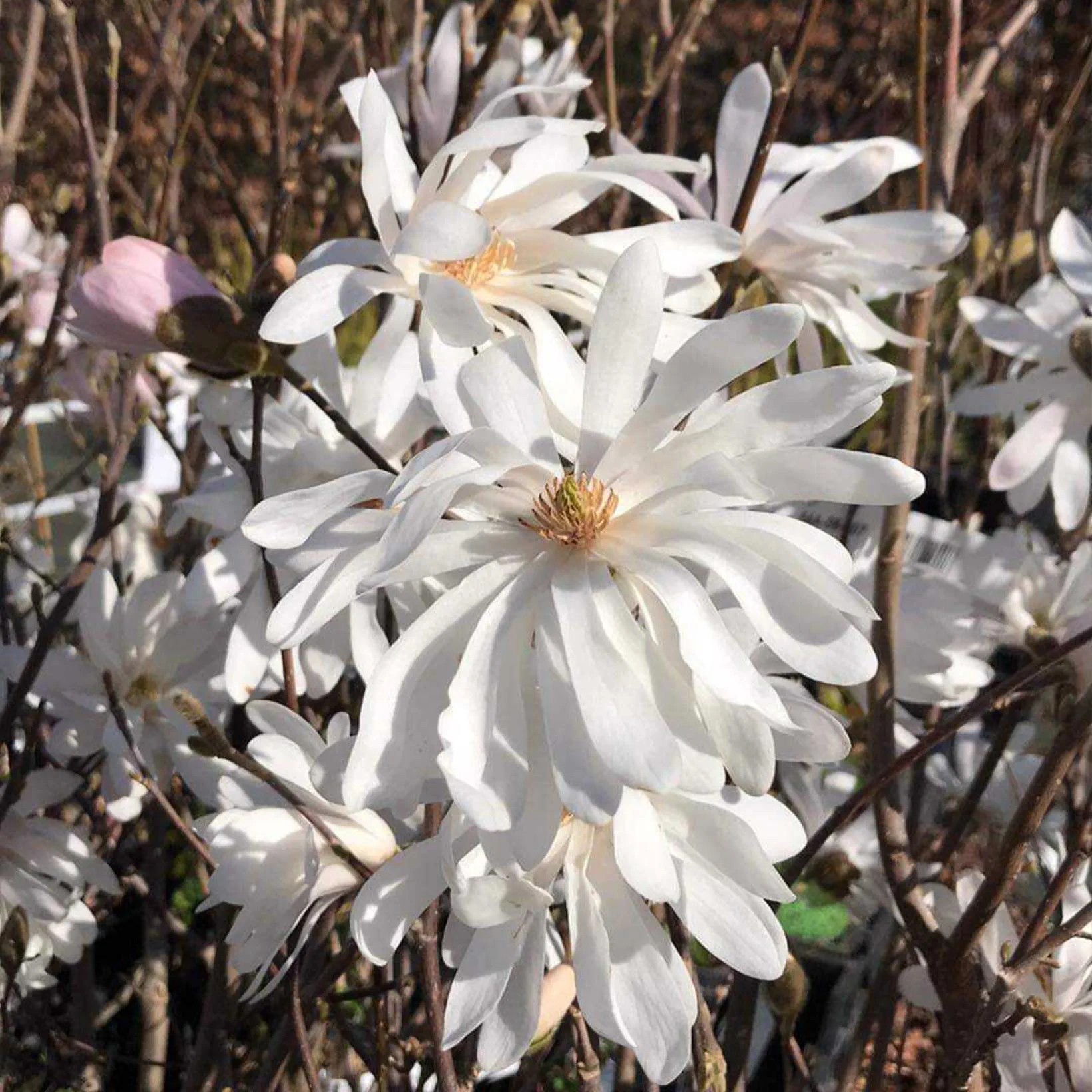 Магнолия stellata Waterlily 2 Магнолиа стеллата Wатерлилй 1