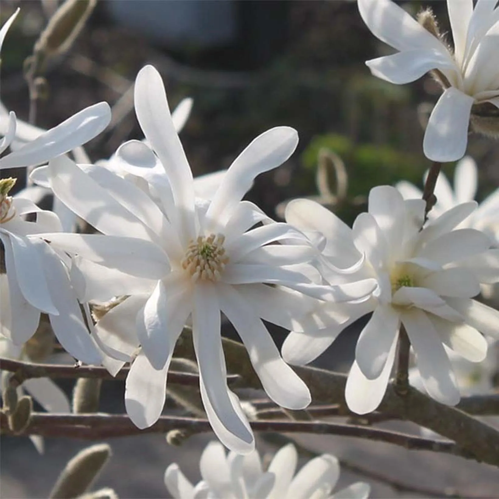 Магнолия stellata Waterlily 3 Magnolia stellata Waterlily ароматни цветове