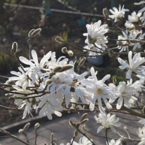 Магнолия stellata Waterlily бели цветове