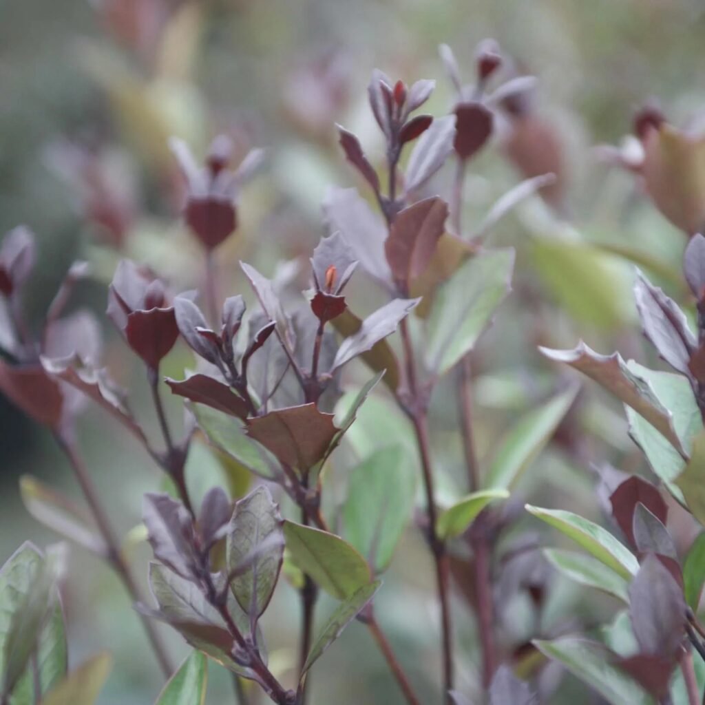 Пурпурен млад прираст на Osmanthus Purpureus