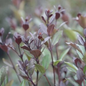 Пурпурен млад прираст на Osmanthus Purpureus