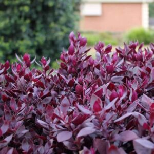 Trachelospermum jasminoides Winter Ruby увивно растение