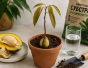 засаждане на манго от костилка-oakplants.eu