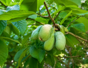индиански-банан-асимина-трилоба-oakplants.eu