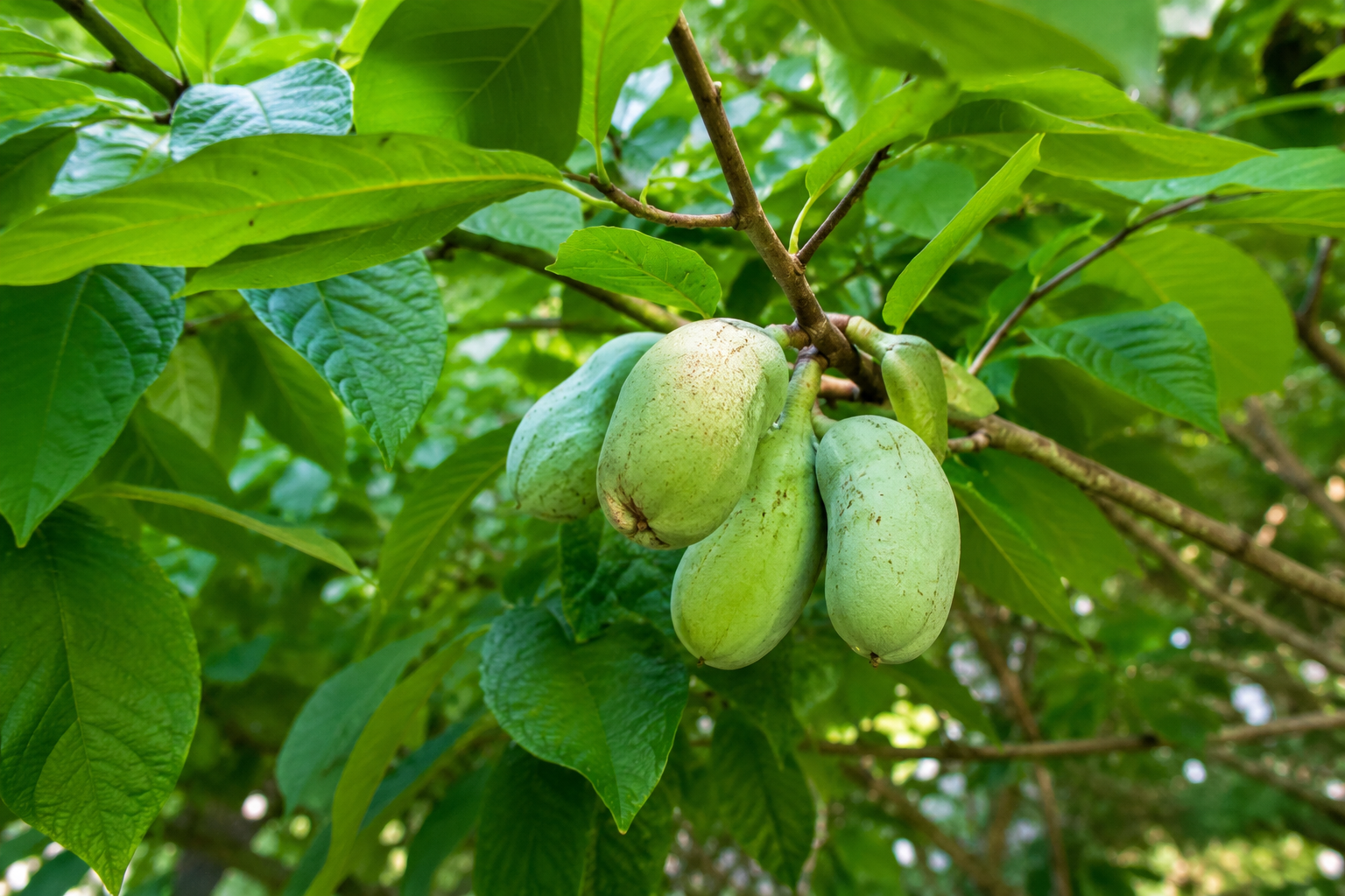 индиански-банан-асимина-трилоба-oakplants.eu
