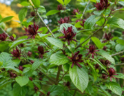 каликантус отглеждане-1-oakplants.eu