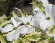 Декоративен дрян Cornus florida Daybreak с бели прицветници и пъстри листа