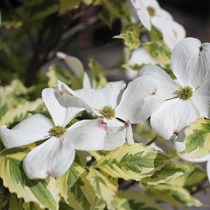 Декоративен дрян (Cornus) - избор, засаждане и грижи 1 Декоративен дрян (Cornus) – избор, засаждане и грижи