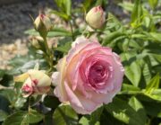 Катерливи рози за арка Eden Rose 85 с кичест кремаво-розов цвят и пъпки