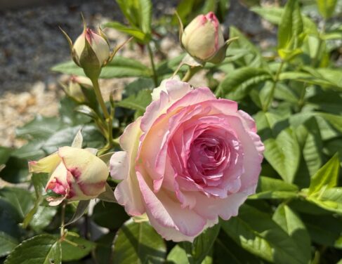 Катерливи рози за арка Eden Rose 85 с кичест кремаво-розов цвят и пъпки