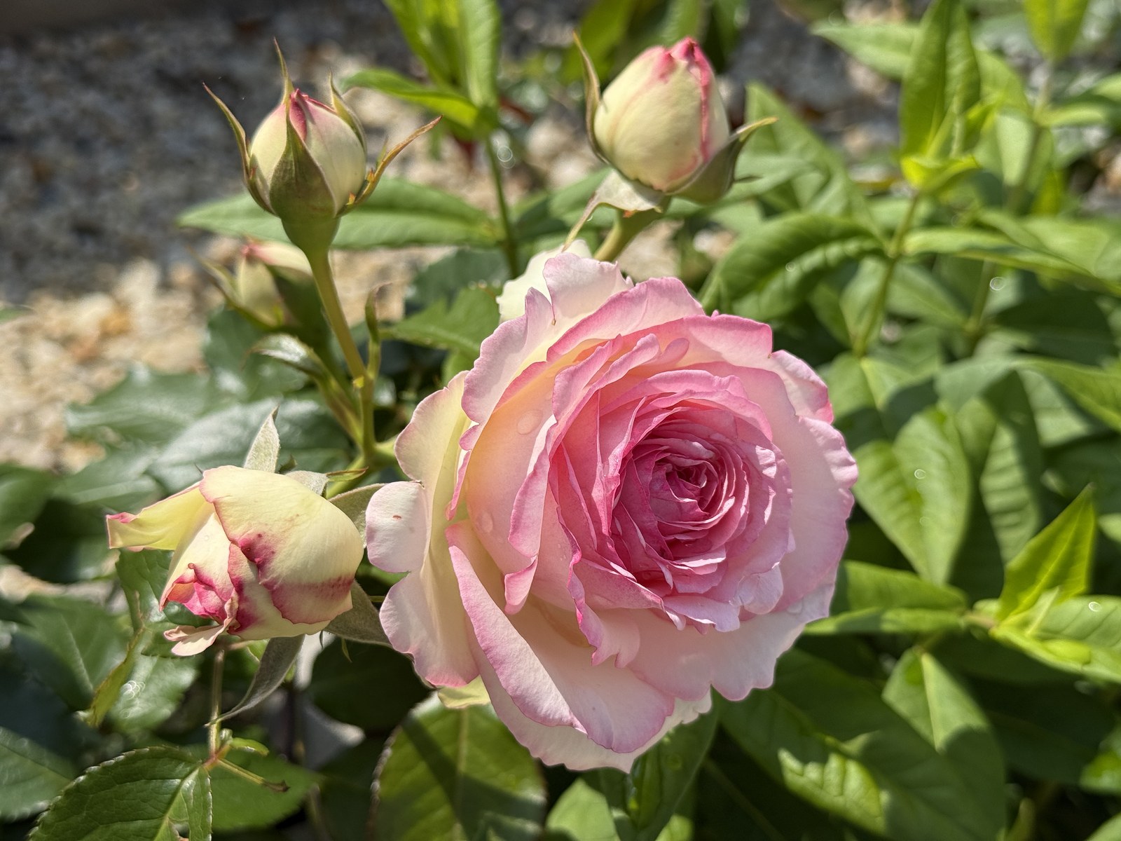 Катерливи рози за арка Eden Rose 85 с кичест кремаво-розов цвят и пъпки