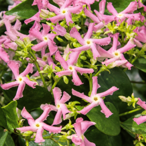 Trachelospermum jasminoides Pink