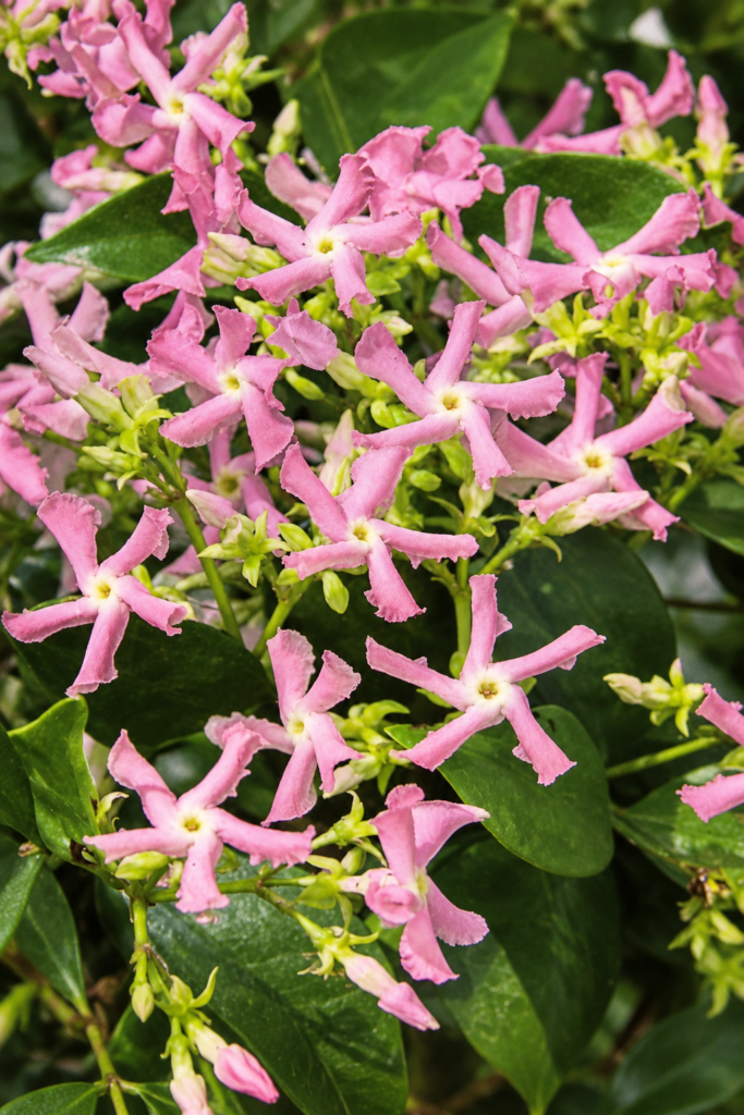 Trachelospermum jasminoides Pink