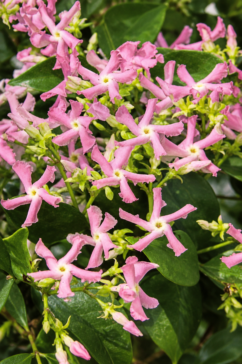 Trachelospermum jasminoides Pink 1 Trachelospermum jasminoides Pink