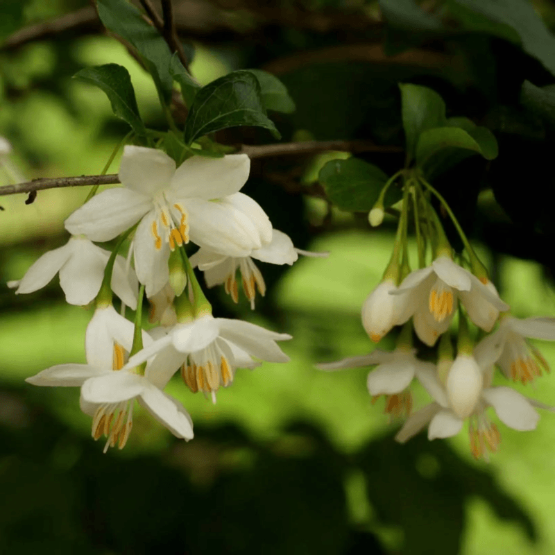 Стиракс Styrax japonicus с висящи бели цветове и жълти тичинки